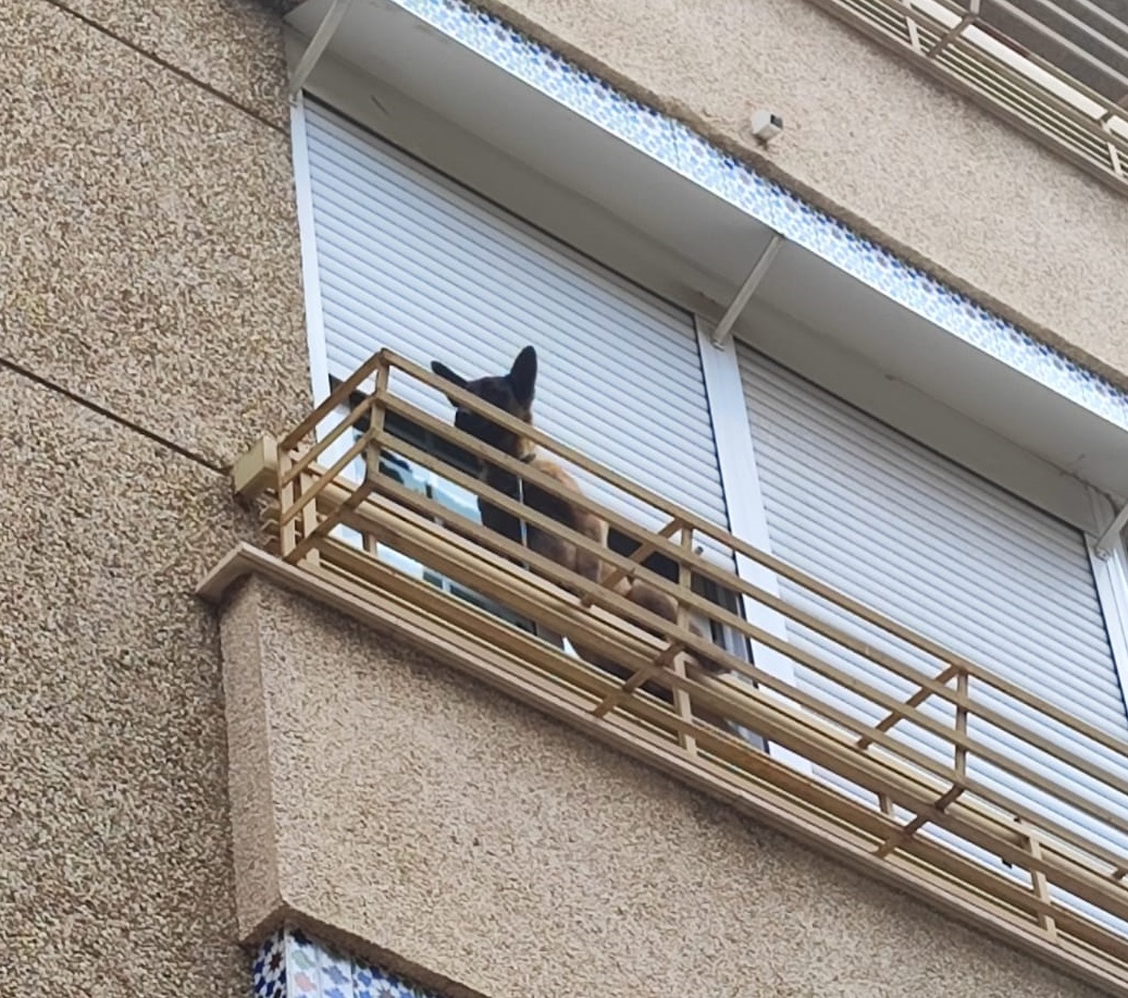  perro balcón 