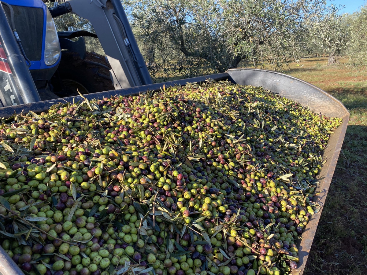  La venta de aceite de oliva alcanza su "mejor mes" con 110.000 toneladas 