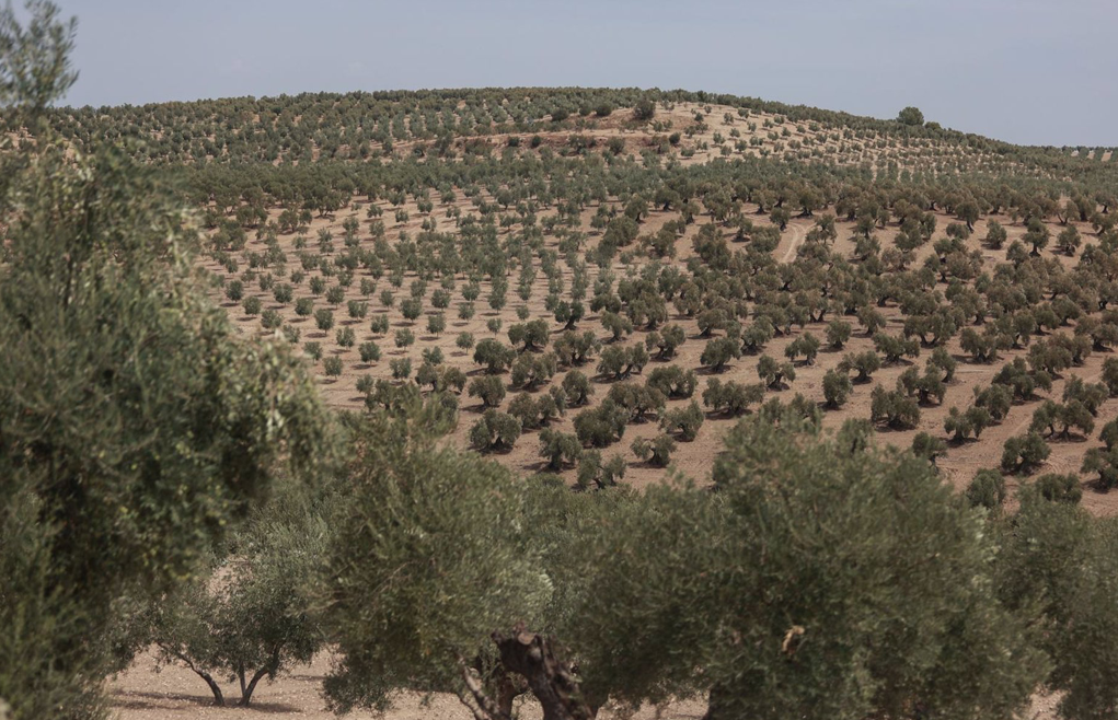  Organizaciones agrarias destacan la buena salida del aceite de oliva 