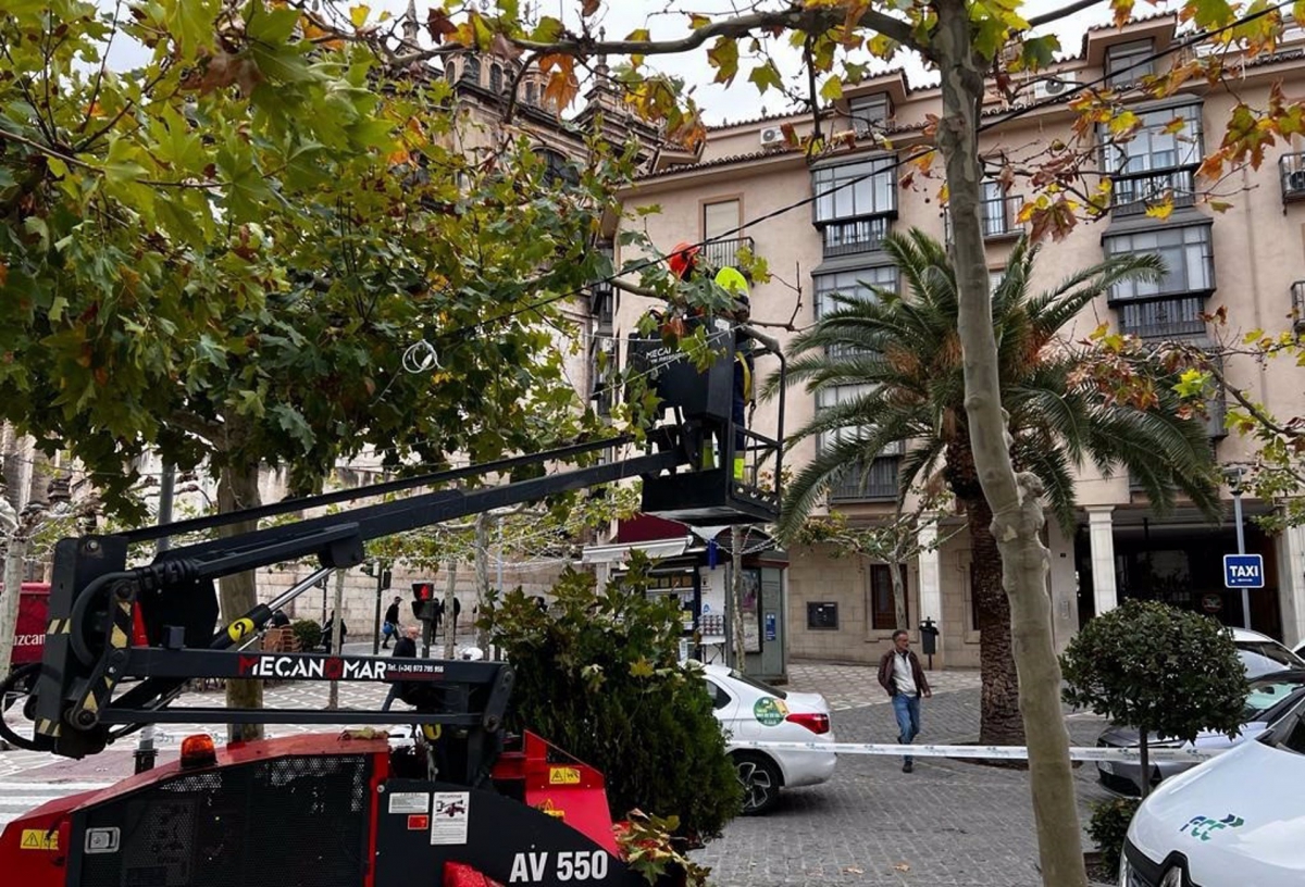 El Ayuntamiento de Jaén empieza las tareas de poda del arbolado 