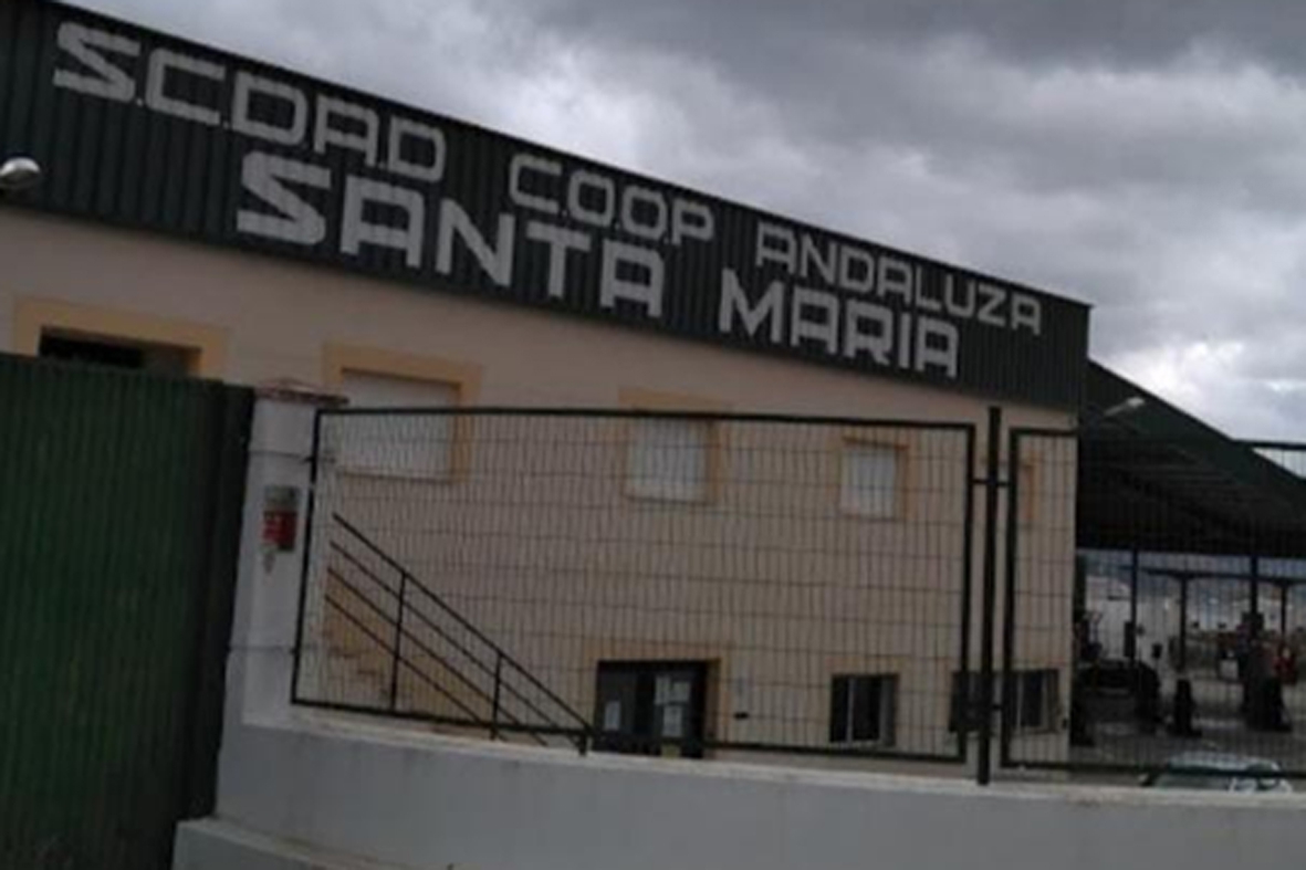  La cooperativa Santa María de Pegalajar se suma a Interóleo 