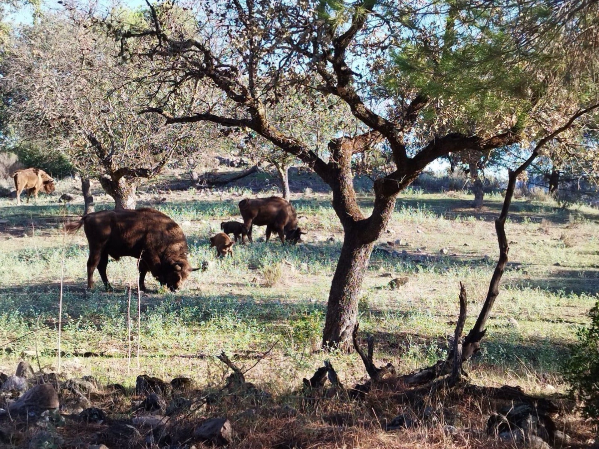  Nacen tres crías de bisonte en la Sierra de Andújar 