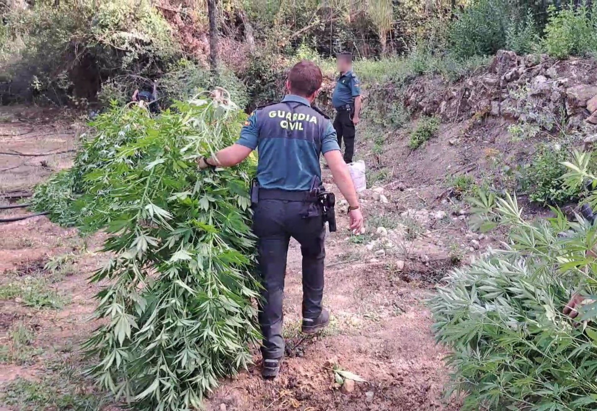  Desmantelan tres plantaciones de marihuana en Beas de Segura 
