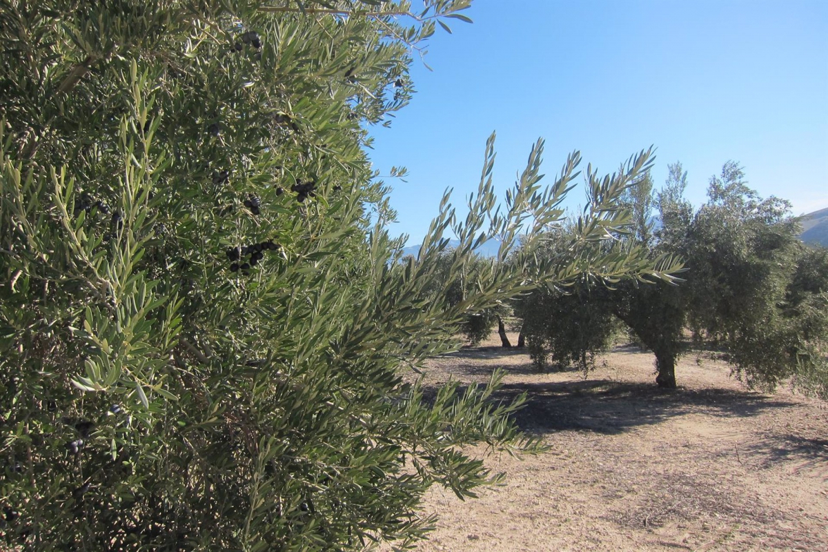  Programan desembalses en Jaén por la situación "crítica" del olivar 