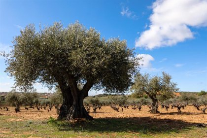  Un trabajo sobre la conversión del olivar gana el Premio del IEG 