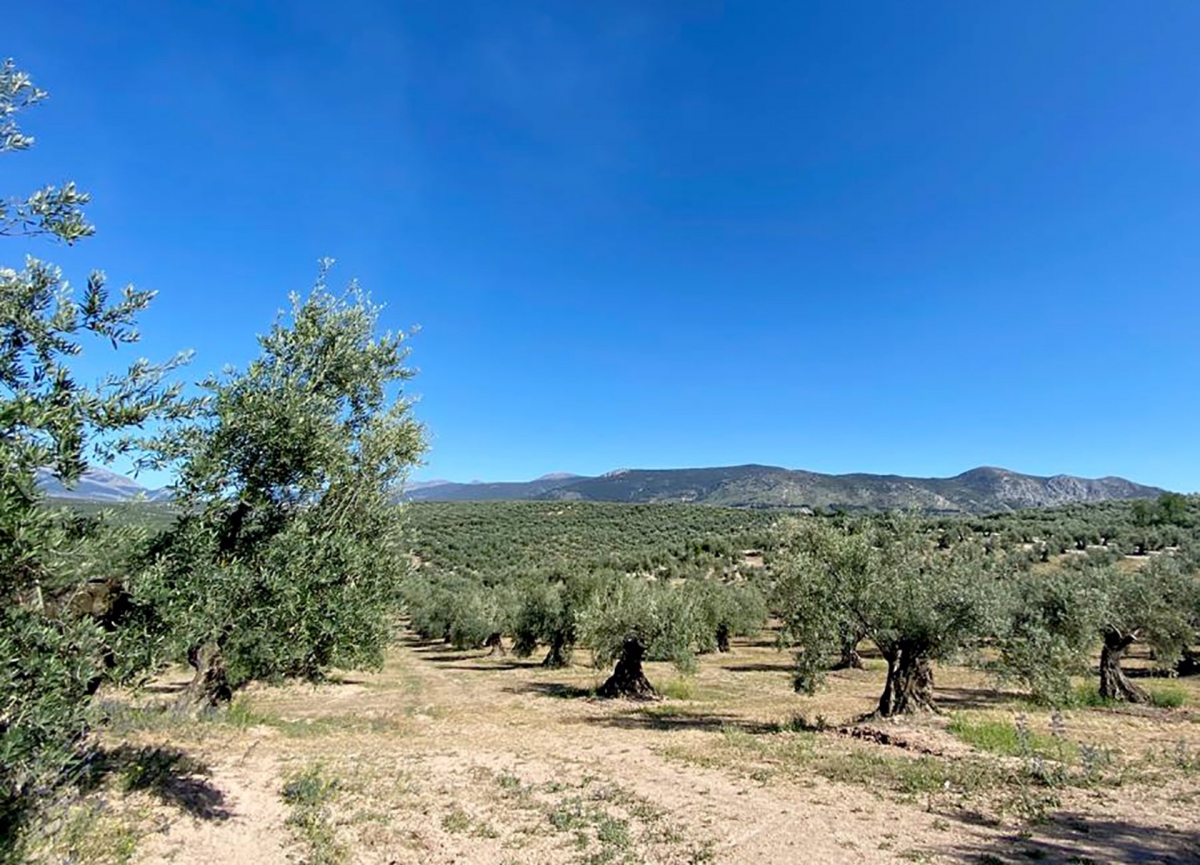  La UE destina siete millones a un proyecto sobre suelos del olivar 