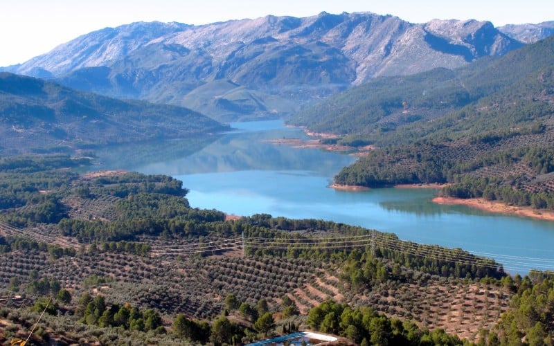  Análisis: Expoliva 2025, agua y colonización 