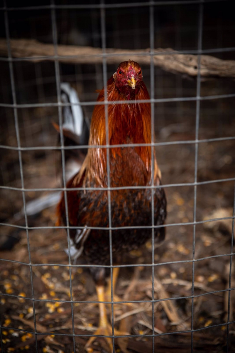  Reclaman cárcel para los presuntos responsables de las peleas de gallos 