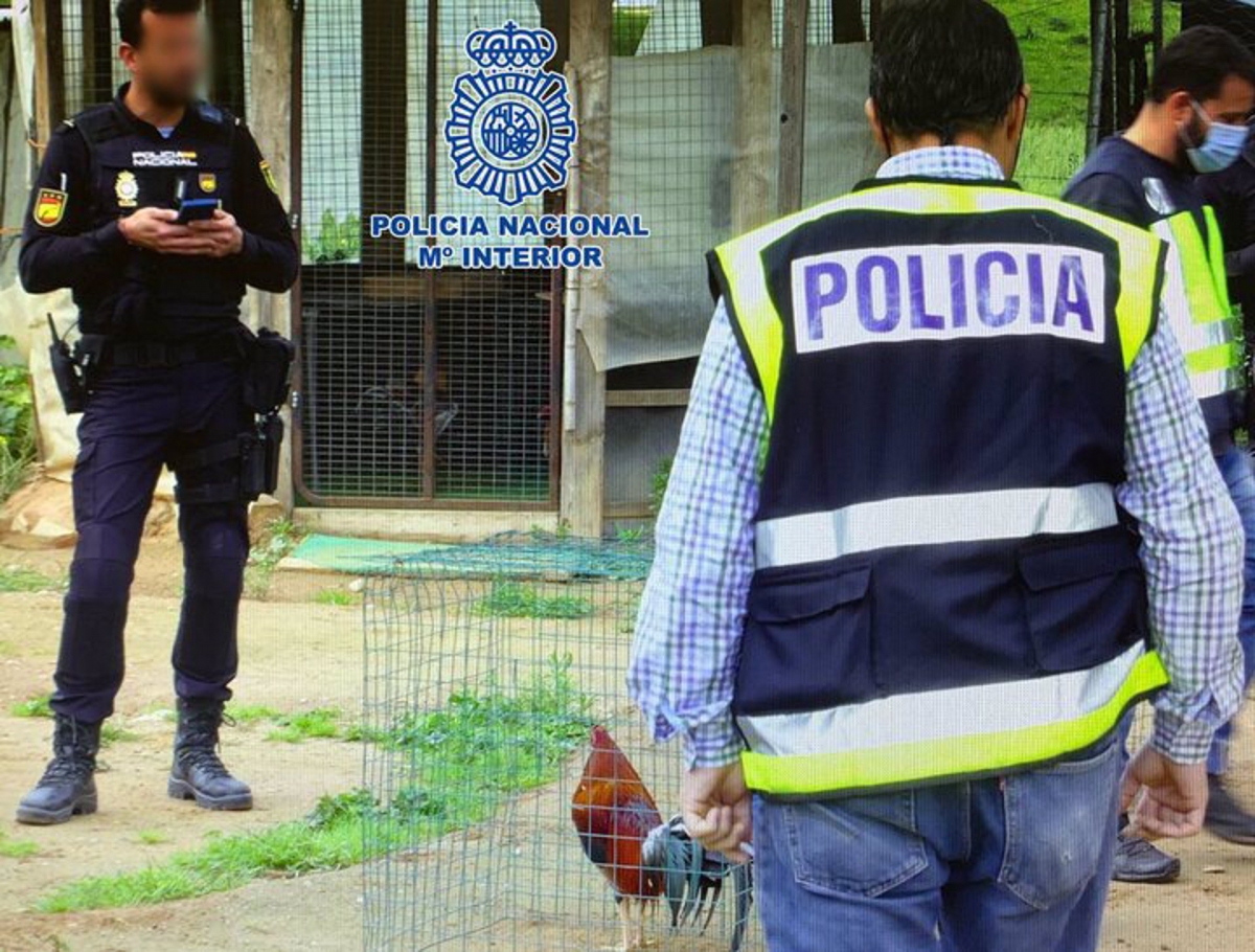  Diez meses de cárcel por organizar peleas de gallos 