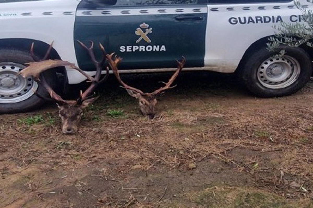  Investigado tras hallar una cabeza de ciervo de 12 puntas y otra de gamo 