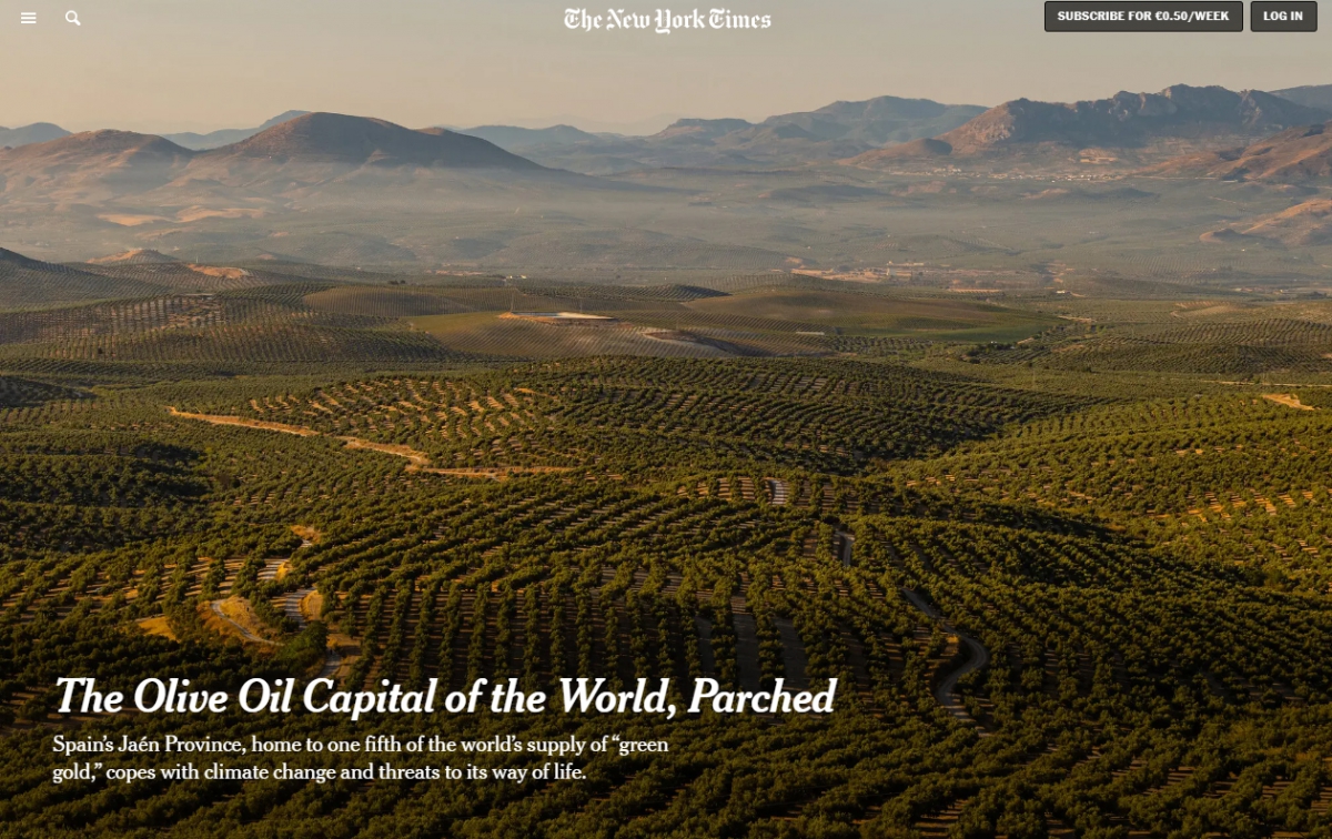  El New York Times publica un reportaje sobre el olivar de Jaén 