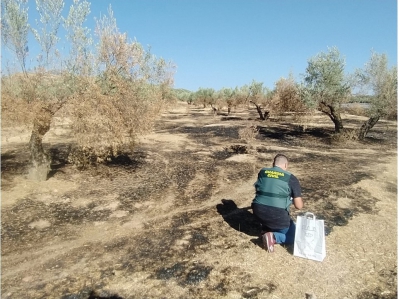  Detenido un vecino de Alcaudete por incendiar diez fincas de olivos 
