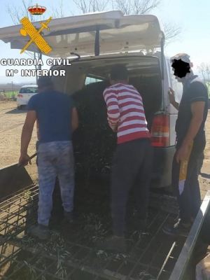  Seis detenidos por robar aceituna en Cazorla 