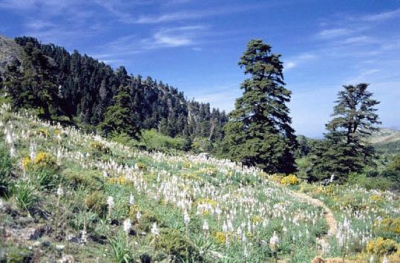  La UNIA celebra en la Sierra de las Nieves un curso de flora y fauna 