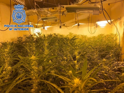  La Policía Nacional desmantela dos plantaciones de marihuana en Linares 