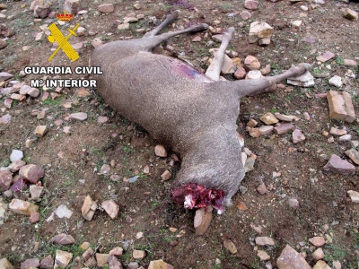  Detenidos por matar y cortar la cabeza a un ciervo adulto 
