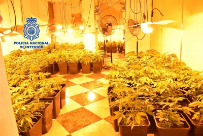  Detienen a una pareja en Mengíbar con 427 plantas de marihuana en su casa 