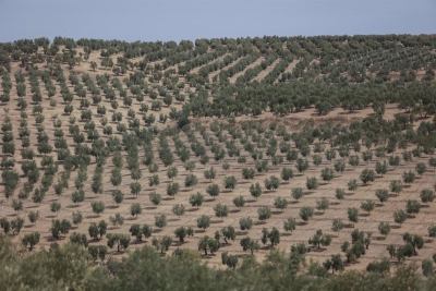  Valoran que los agricultores tengan "la última palabra" sobre el olivar 