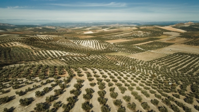  Malestar en el sector del olivar por las ayudas asociadas 