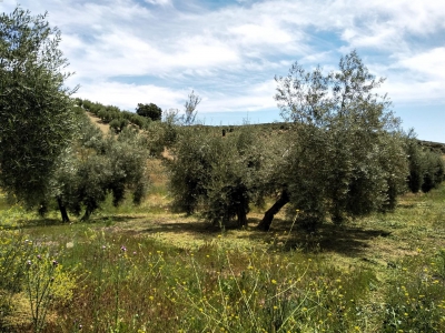 Las lluvias de esta Semana Santa provocan un "cambio radical" en el olivar 