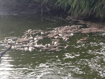  Denuncian la mortandad de peces en el río Guadalquivir 