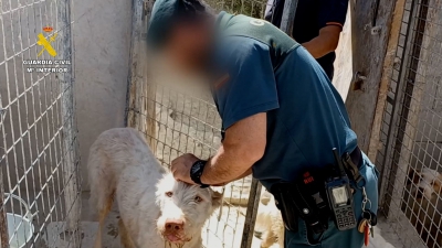  Dieciocho investigados y un veterinario detenido por mutilar a perros 