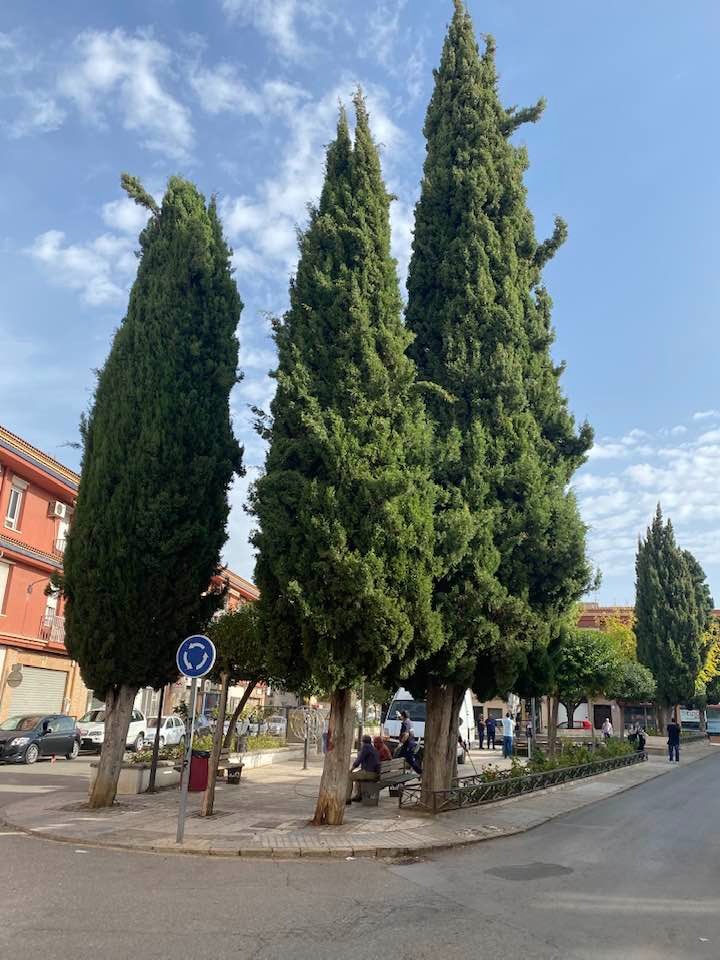  Cipreses plaza Alcalde Pedro Sola de Úbeda 